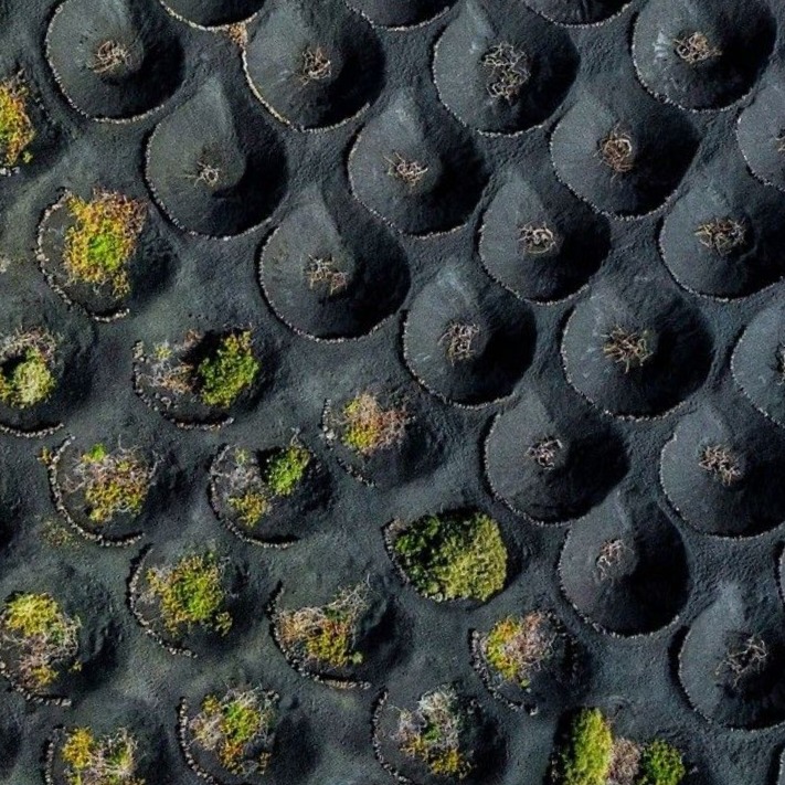 Eкстремни лозя